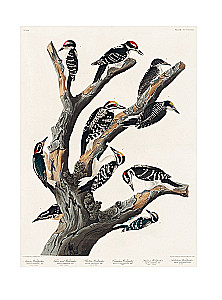 Profession - Scientific Illustrator. Guide to Illustration in Biology, Archaeology and Paleoart